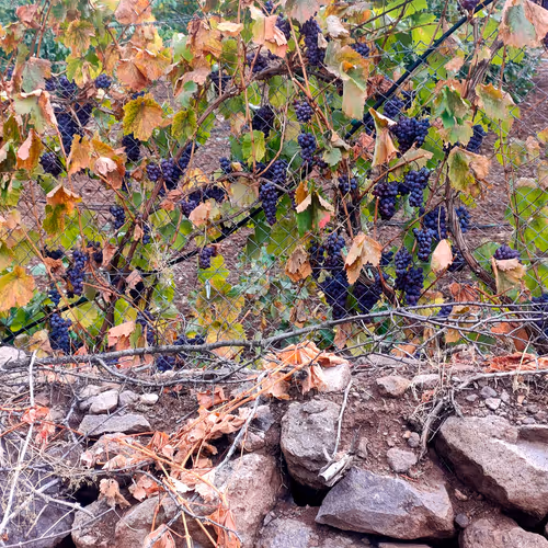 Untitled Collection #3057013199