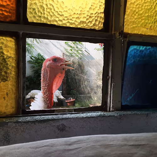 Item #32950900541074688019941179761660279688848553733738145877252428394792631664641 Media