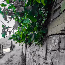 The Green Secret of Black and White