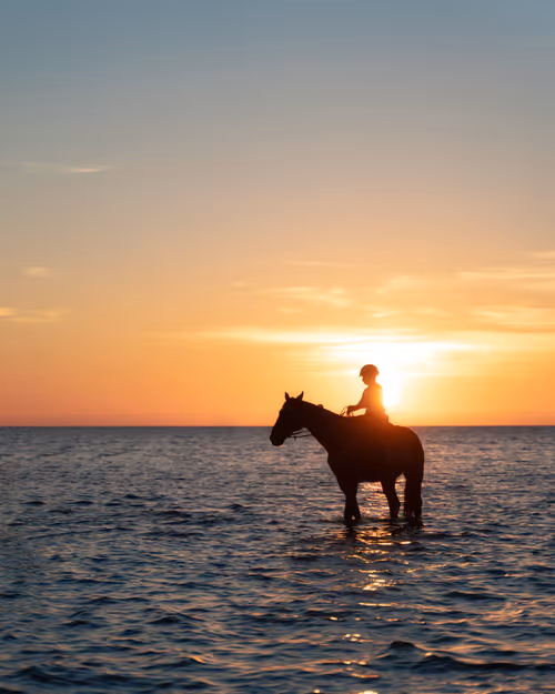 Item #44843267928384616295570388666005333348511305641032866018452810661156765040641 Media