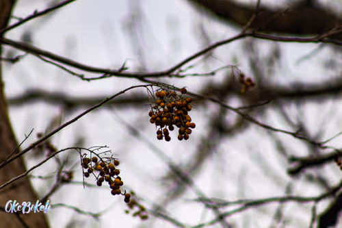 Item #30985419060957023672606833204645685316652492575224970316942919783131216084993 Media