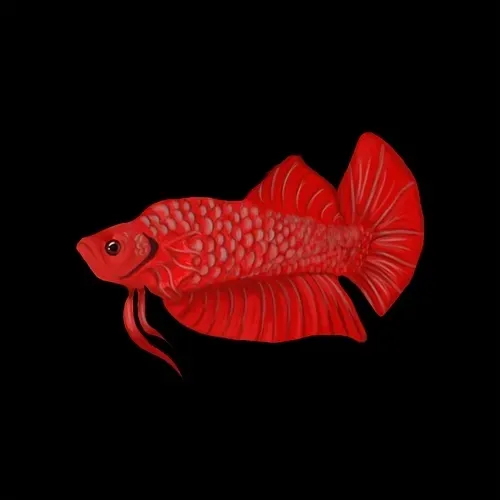 SiameseFightingFish