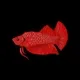 SiameseFightingFish