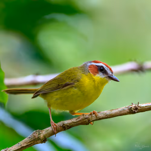 Item #76723362783280478533997952640177478162370392864243199552253501720604004319233 Media