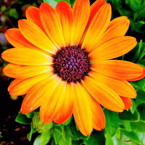 MyFlower