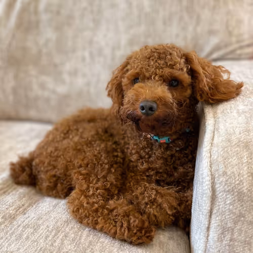 TeddyThePoodle Collection