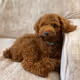 TeddyThePoodle Collection