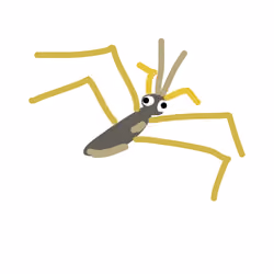 Pond Strider