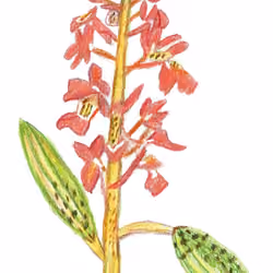 Orchis mascula - Early Purple Orchid