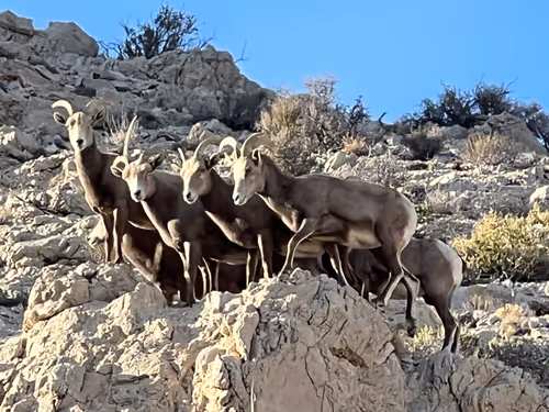 Item #99341313389671456321771975438156708743194308964118019547325699574902867099649 Media