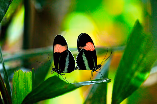 Item #38069088421557280780080489884356511775313840977413642295707171746769484644353 Media