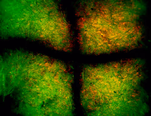 Item #71646257518770613568983710813551014237803002136866425209291834308868563795969 Media