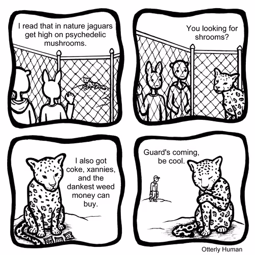 Jaguars