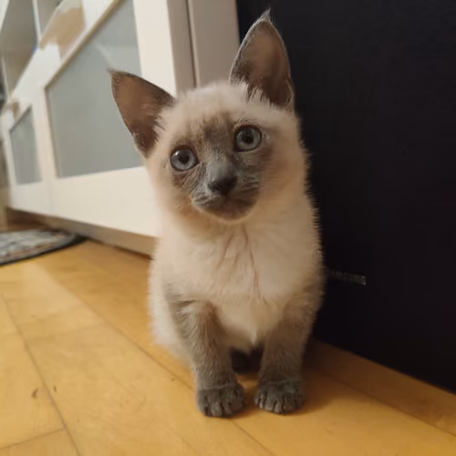 Baby Lea