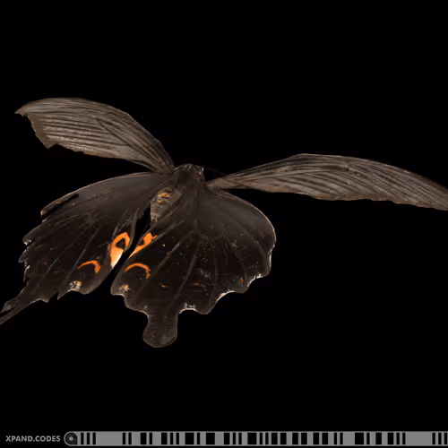 Item #58963443345665771353505984304139328775102797162935968682550101728639701745665 Media