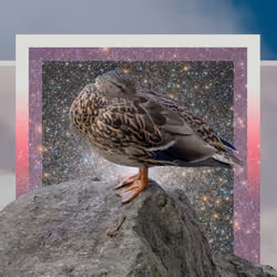 space duck | v1 (1 of 1)