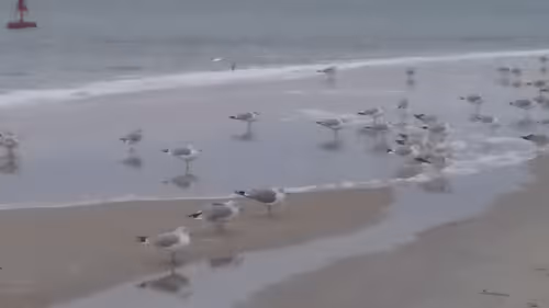 Item #31034686218974135791742659771557221930689516022793275851118188477345572061185 Media