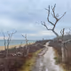 Atlantic Orchard 0004