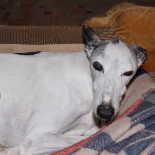 Untitled Collection #70648240