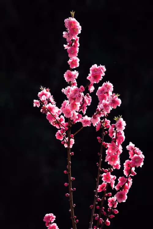 Item #59967187426684840308125755480147414158284983471661826941997092820649267691521 Media