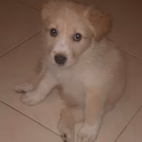 Tremendous Puppy Look