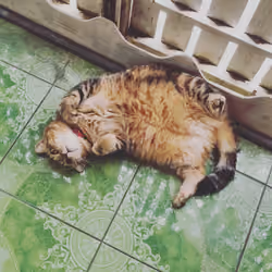 very very lazyyyy