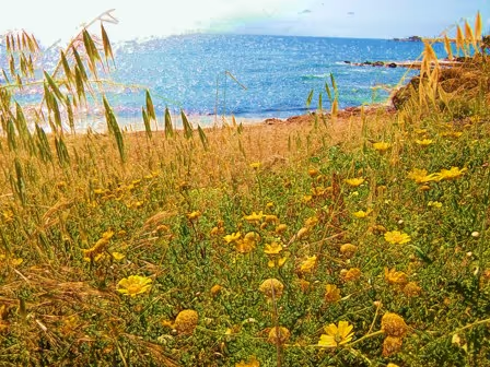 SkyWalker21 Collection