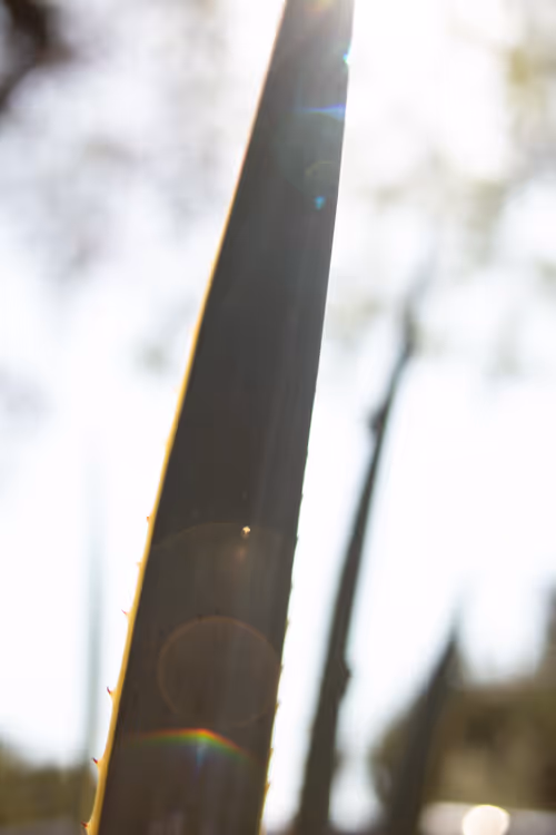 Item #27434377377013038178664737441891876800279773627045091571206927206670888075265 Media