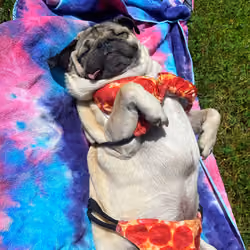 Pug Lyfe 016
