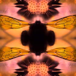 SLEEPING BEES Reflection at Sunrise