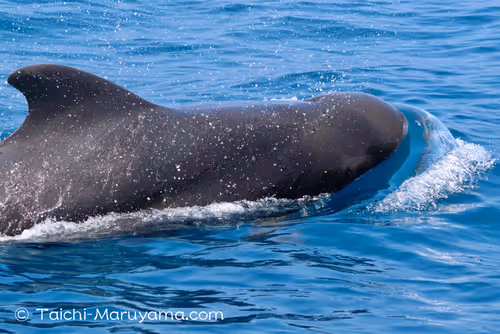 Item #61113597711829508019705348607354266595254896620371709928421355920918705078273 Media