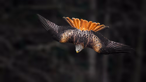 Item #46452483458583203516315982978938450085819332447988047322207474308957840867329 Media