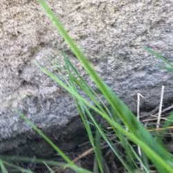 TIERRA ENCIMA DE LA RAZA