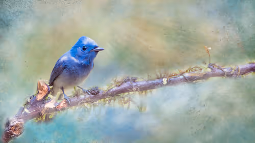 Item #20879904977050231781978559907445915739532146362246903749837269836942565965825 Media