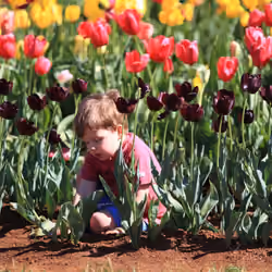 Sleepy Boy Under Tulip
