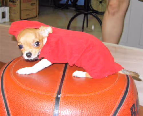 Item #15302775719274355672256911249162138837258661550744590229590932596490992877569 Media