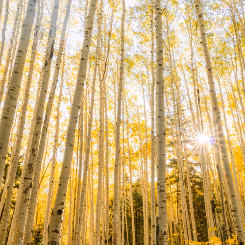 Colorado Lanscapes #21 