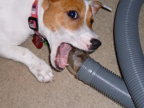 Item #5985210497355107417265215381210579199842884272282595265964883457289935126529 Media