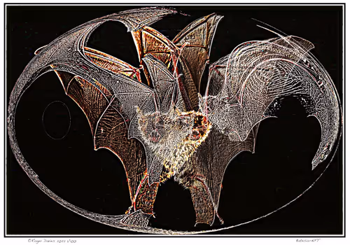 Item #11017776651197561377596972513232318538951070019919471549436519139129545457665 Media