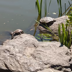 TURTLE LOUNGE