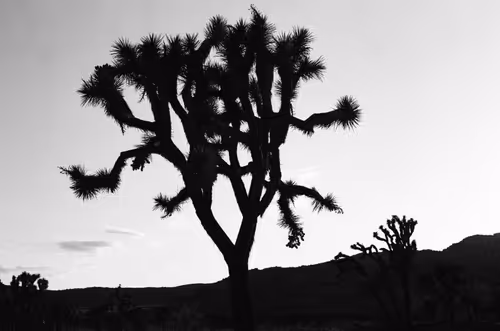 Item #43855545179559374949578343538533146521052449225092810466716167738648703270913 Media