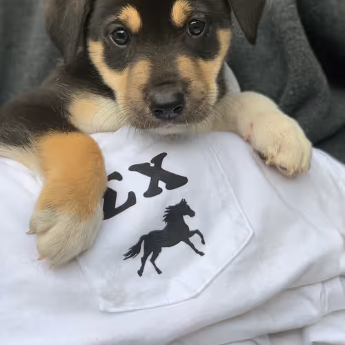 SLEAZYxSLOTH Collection