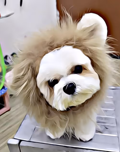 Item #21607923784025543658024067331009769919395041958272689574271021162842831192065 Media