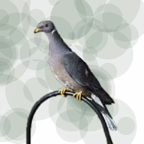 Item #44224140947385297080294490486331546758837636797201957936873602941725051977729 Media