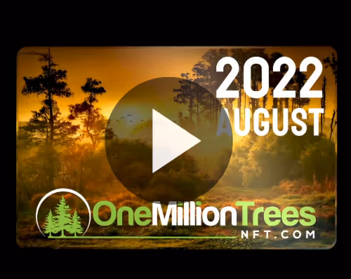 Item #25801989892845548526565125197399663131241948966790422528009322239796006879242 Media