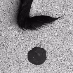 56431751608181922231259635946092067407977788553703326303680802311850246012929