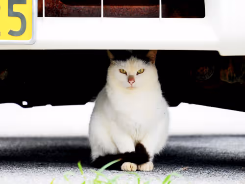 Item #55455677318123595031509472603724202920888355633279889545160944611661893861377 Media