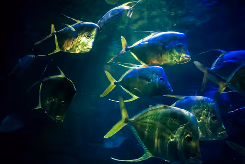 Item #41153520473672685227544551054321721883729707631851228353961997213702840909825 Media