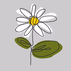 White Daisy
