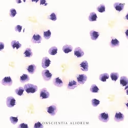 CONSCIENTIA ALIORUM #140